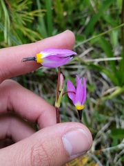 Dodecatheon