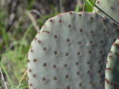 Opuntia rufida