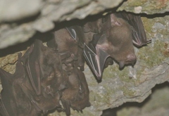 Artibeus jamaicensis