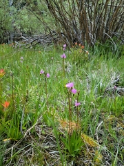Dodecatheon
