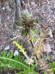 Cirsium osterhoutii