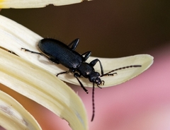 Neoeutrapela