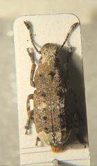 Platystomos albinus