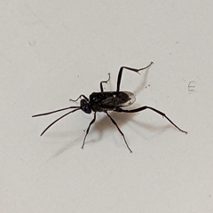 Evania appendigaster