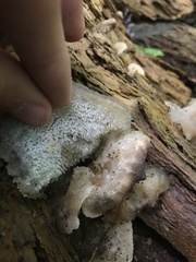 Pseudohydnum gelatinosum