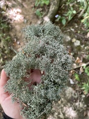 Cladonia subtenuis