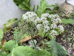 Heracleum sphondylium