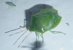 Glaucioides englemani