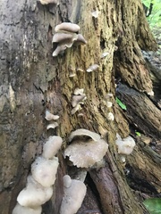 Pseudohydnum gelatinosum