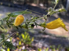 Aureolaria pectinata