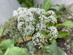 Heracleum sphondylium