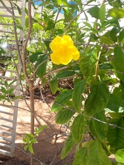 Tabebuia aurea