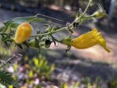 Aureolaria pectinata