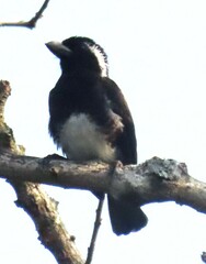 Stactolaema leucotis