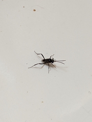 Evania appendigaster