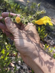 Aureolaria pectinata