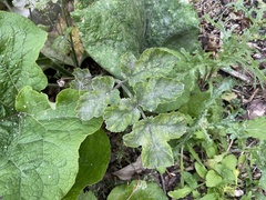 Heracleum sphondylium