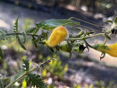 Aureolaria pectinata