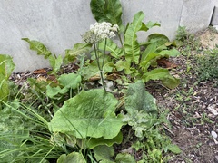 Heracleum sphondylium