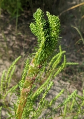 Iva angustifolia