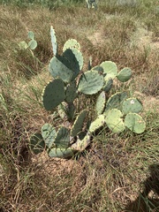 Opuntia orbiculata