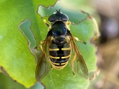 Sericomyia chalcopyga