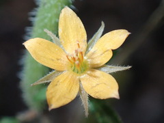 Mentzelia asperula