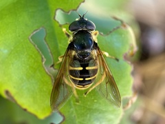 Sericomyia chalcopyga