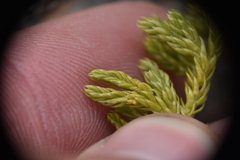 Diphasiastrum sitchense