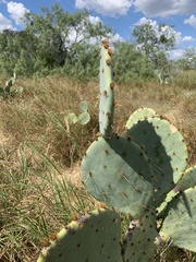 Opuntia orbiculata