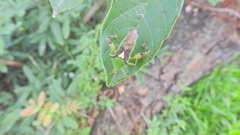 Lycambes