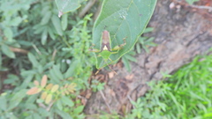 Lycambes
