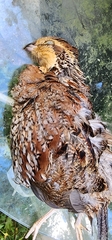 Colinus virginianus