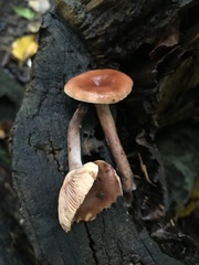 Lactarius camphoratus