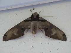 Adhemarius gannascus