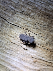 Zopheridae