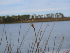 Schoenoplectus acutus