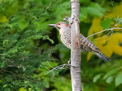 Colaptes auratus luteus