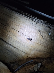 Zopheridae