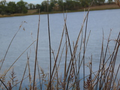 Schoenoplectus acutus