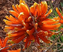 Erythrina acanthocarpa