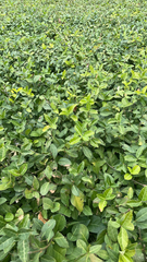 Trachelospermum asiaticum