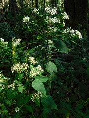 Ageratina roanensis