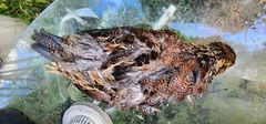 Colinus virginianus