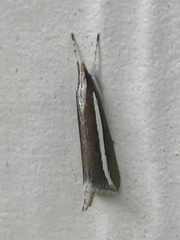 Carectocultus perstrialis