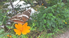 Anartia fatima colima