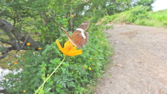 Anartia fatima colima