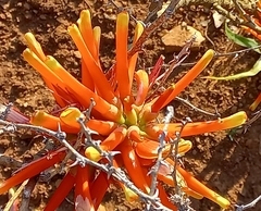 Erythrina acanthocarpa