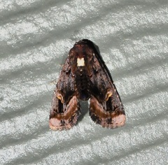 Homophoberia apicosa