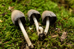 Coprinopsis pinguispora